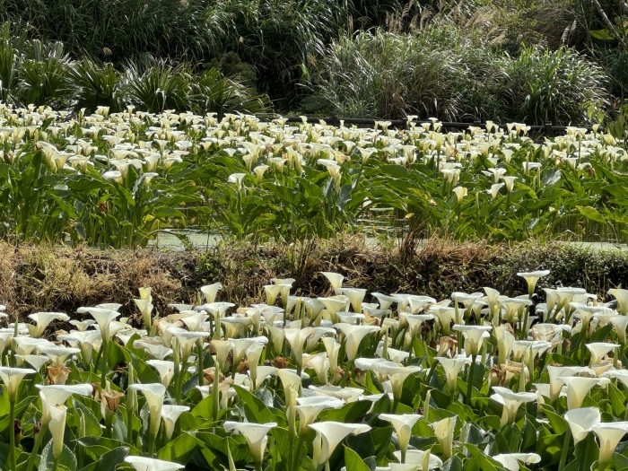 福山植物園&棲蘭神木園區&野柳地質公園&竹子湖海芋花&陽明山