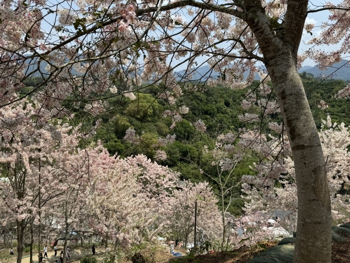 竹崎阿拉伯的粉紅村