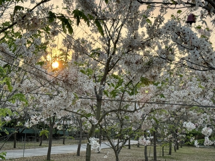 台南南化玉山寶光聖堂花旗木盛開