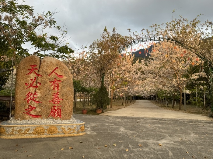 台南南化玉山寶光聖堂花旗木盛開