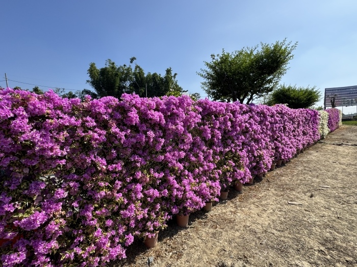 台南官田藏九花園
