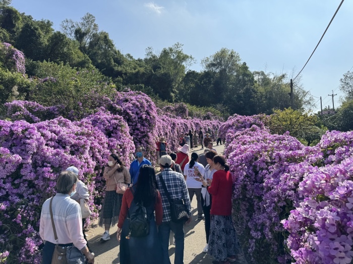 苗栗通霄楓樹里蒜香藤花廊