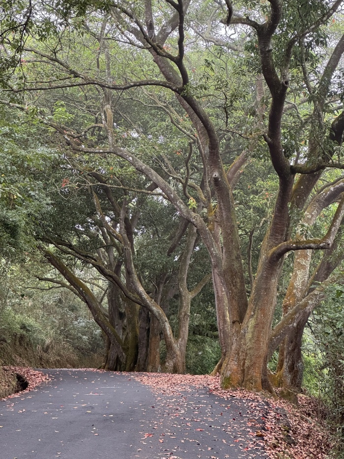 南投魚池貓囒山步道