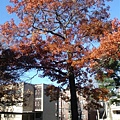 宿舍前的樹
