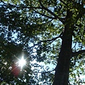 the sun shined through the tree leaves. 