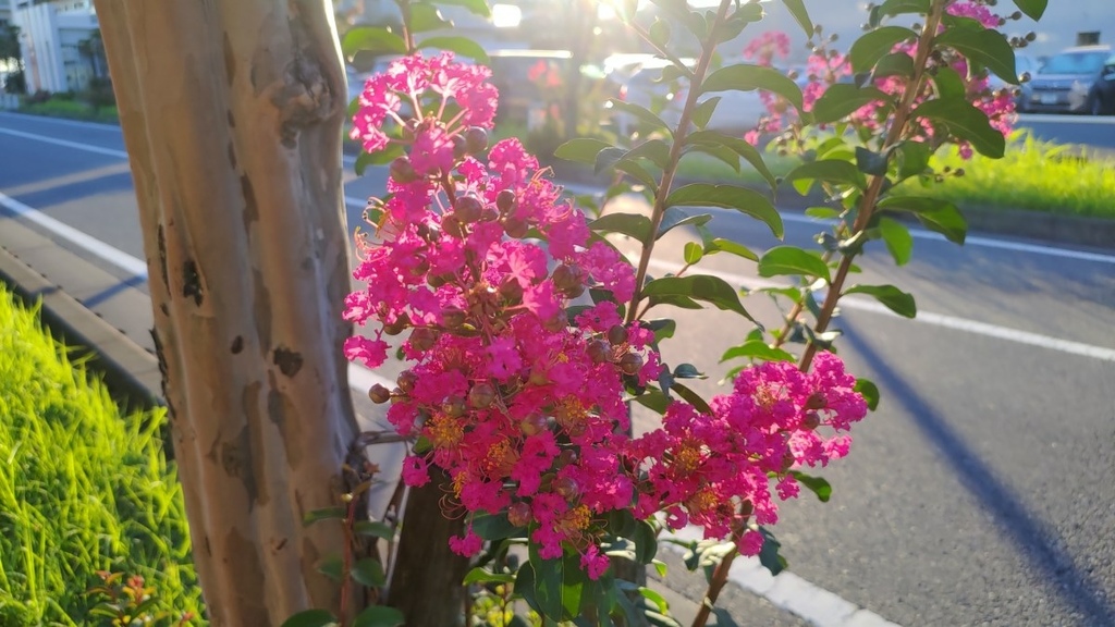 230901日本千葉靜岡六日遊(一)全世界最長懸吊式電車~ま