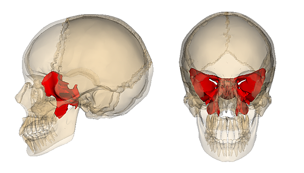 Sphenoid_bone