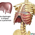 diaphragm