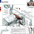 Benchpress-Exercise-Muscles-Affected