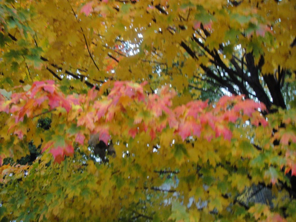 DSC02682.JPG
