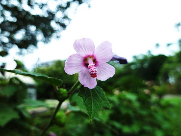 1031104植物園 027