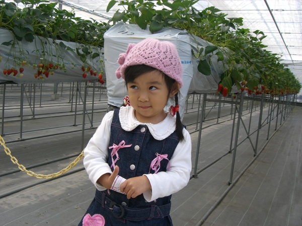 名古屋採巴掌大草莓