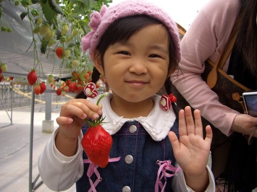 妮妮名古屋採草莓
