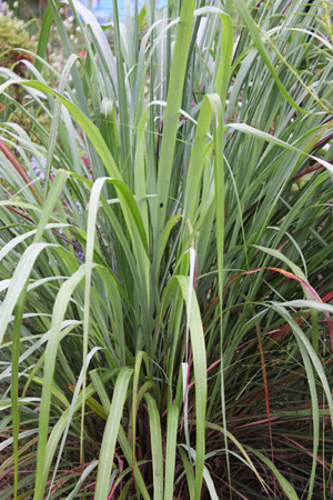 Lemongrass 3 sm