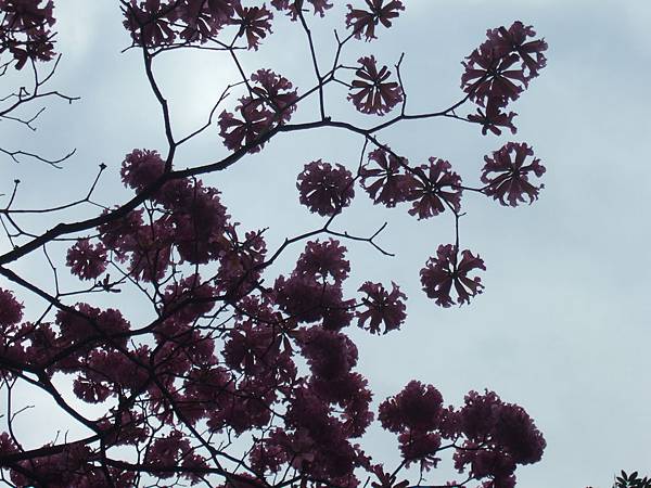 風鈴木~繖形花序