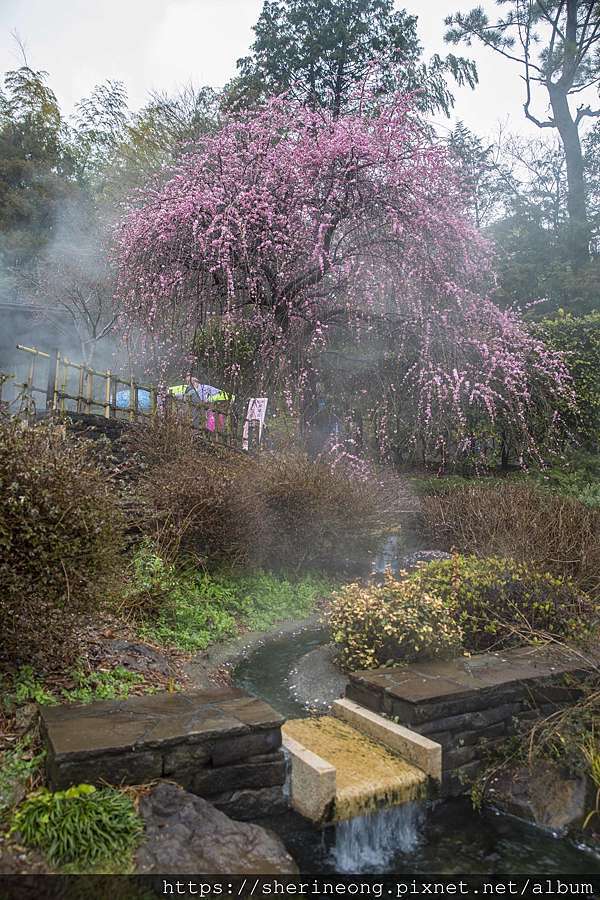 熱海 熱海梅園 梅園祭 天氣不好的十国峠 Chunxin Studio 痞客邦