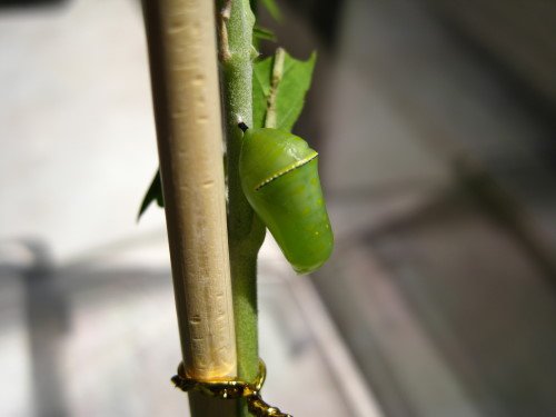 176-484.jpg 176-484.jpg