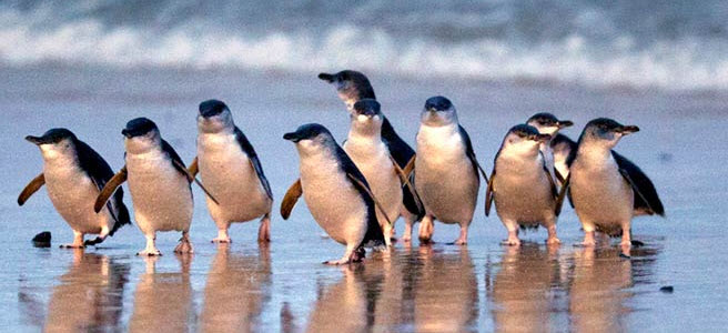 Penguin Parade_01