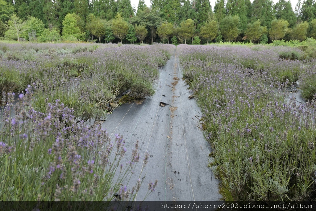 P1080589.JPG P1080589.JPG