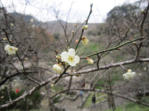 請輸入圖片標題