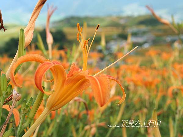 花蓮六十石山的彩度