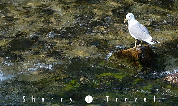 Photo-SI-Lake Bohinj003-3.jpg