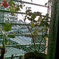 20090901(003)_調整大小.jpg