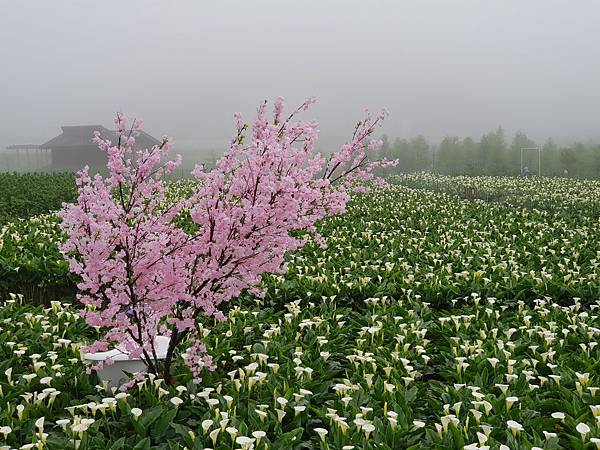 20200329_123123.jpg 20200329_123123.jpg