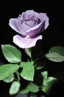 夢幻藍玫瑰.jpg