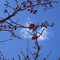櫻花的季節
