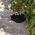 小黑貓Aapie