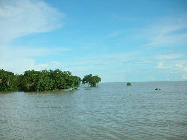 TonleSap Lake 洞里薩湖~樹上可抓魚2