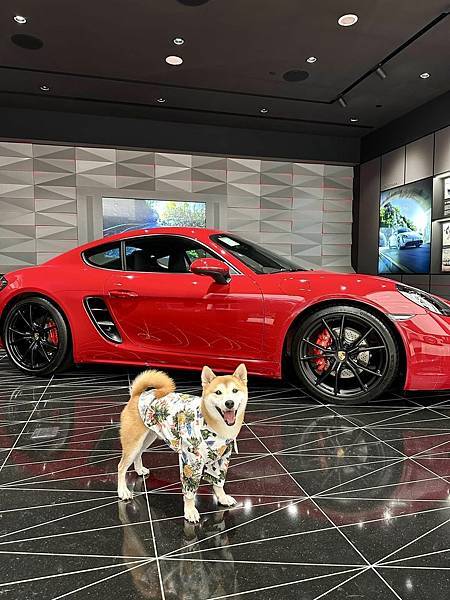 保時捷 柴犬皮皮我不皮