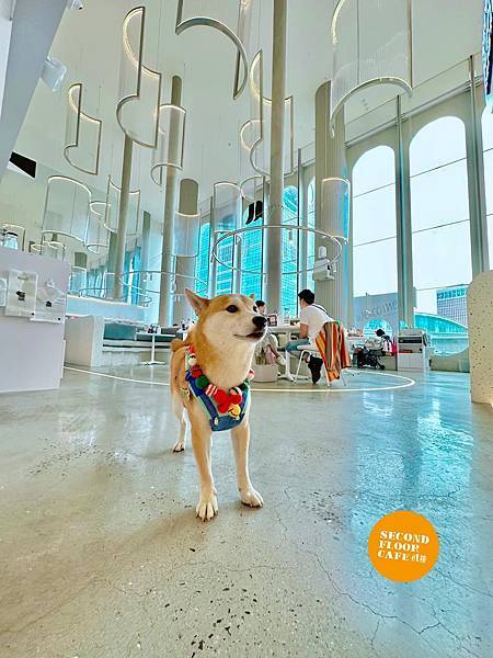 貳樓 寵物友善餐廳 柴犬皮皮 我不皮 貳樓 寵物友善餐廳 柴犬皮皮 我不皮