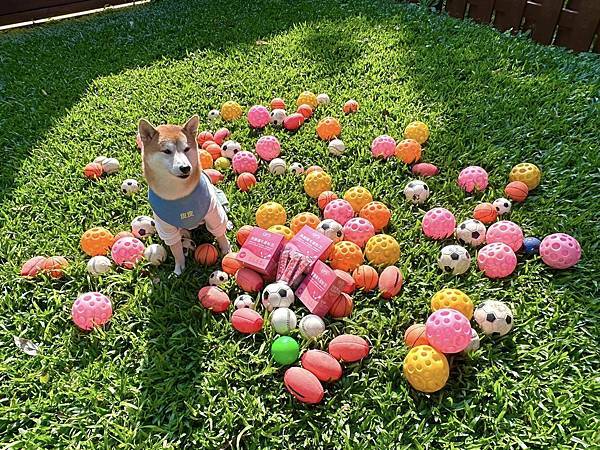 寵物友善民宿 逗號16