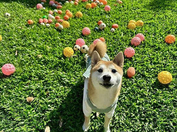 寵物友善民宿 逗號10