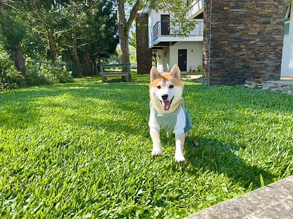 寵物友善民宿 逗號6