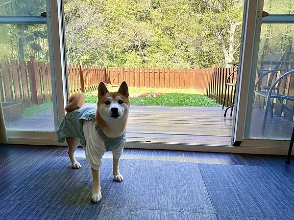 寵物友善民宿 逗號3