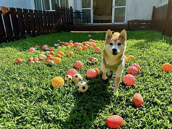 寵物友善民宿 逗號9