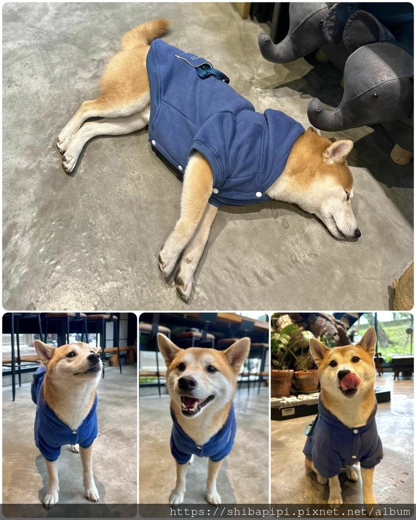 328136066_732059525203164_2535523231680893410_n.jpg 328136066_732059525203164_2535523231680893410_n.jpg