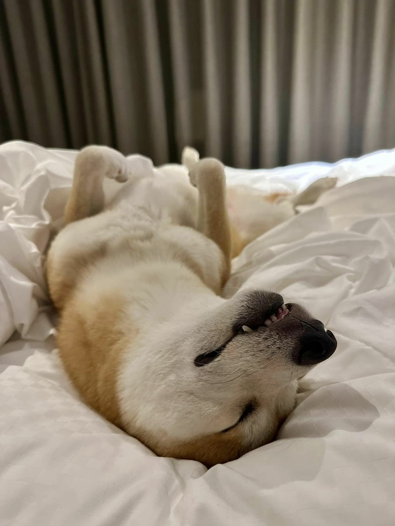 南台灣 最豐盛住宿Buffet早餐 x 寵物友善 【 高雄 南台灣 最豐盛住宿Buffet早餐 x 寵物友善 【 高雄