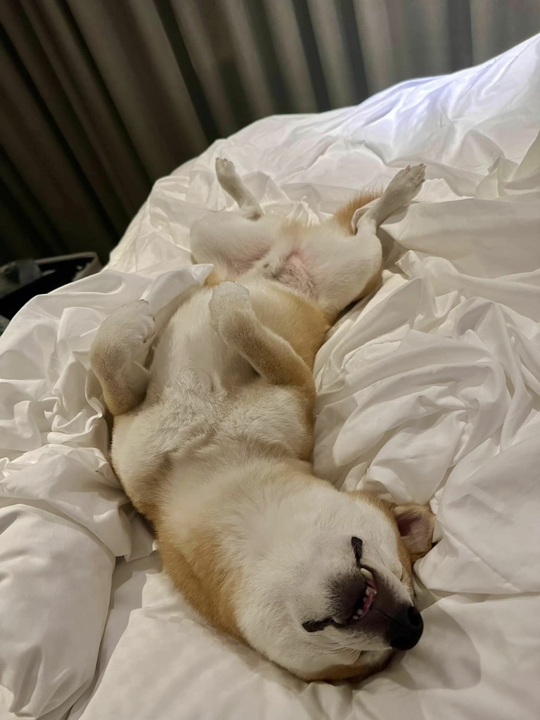 南台灣 最豐盛住宿Buffet早餐 x 寵物友善 【 高雄 南台灣 最豐盛住宿Buffet早餐 x 寵物友善 【 高雄