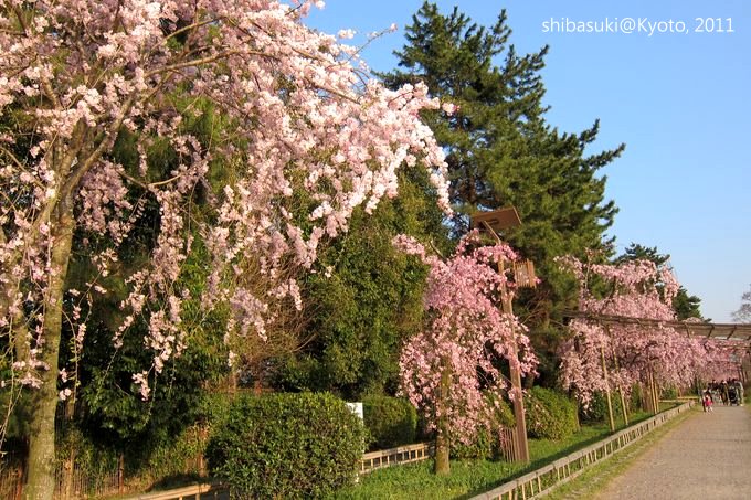 20110413_Kyoto-256_半木之道_1.JPG