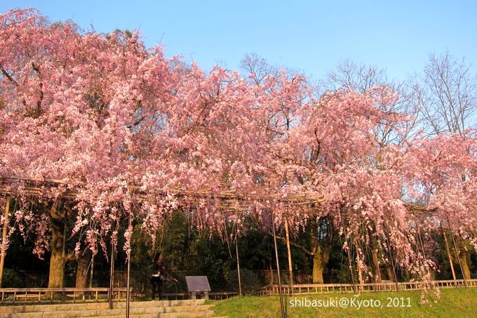 20110413_Kyoto-288_半木之道_1.JPG