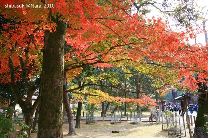 20101120_Nara-47_東大寺前_1.JPG