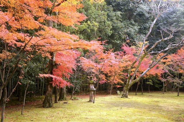 20111129_Kyoto-240_大德寺高桐院_1.JPG