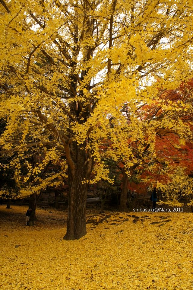 20111203-Nara_101_1.JPG