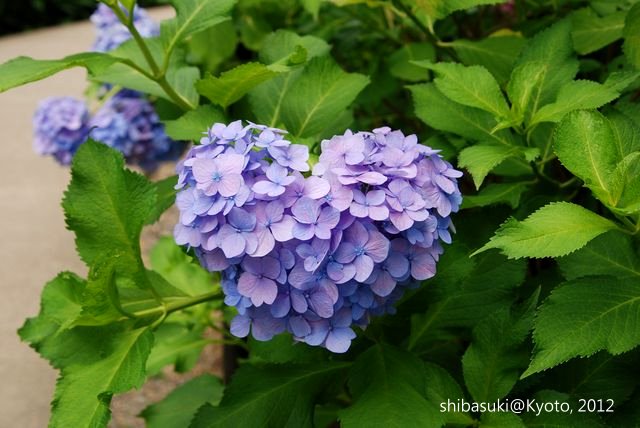 20120628_Kyoto-306_三室戶寺_1