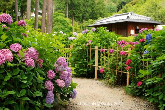 20120628_Kyoto-315_三室戶寺_1