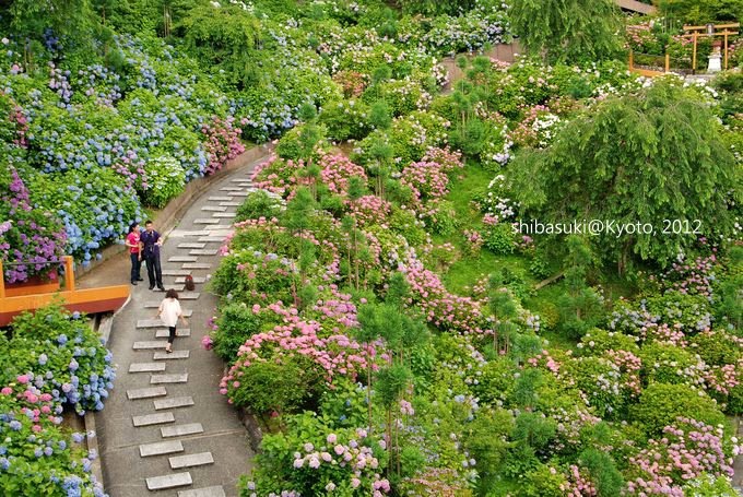 20120630_Kyoto-52_善峰寺_1.JPG